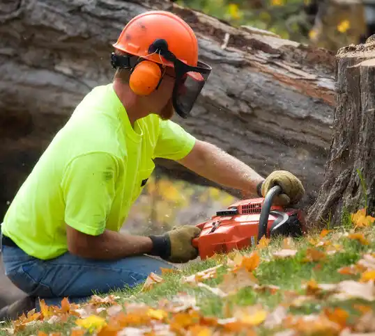 tree services Big Point